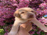 Chiots Labrador &agrave; vendre