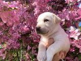 Chiots Labrador &agrave; vendre