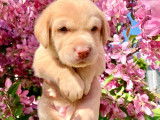 Chiots Labrador &agrave; vendre