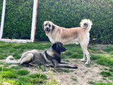 Magnifiques chiots Bergers d’Anatolie à vendre