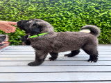 Magnifiques chiots Bergers d’Anatolie à vendre