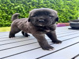 Magnifiques chiots Bergers d’Anatolie à vendre
