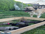 Magnifiques chiots Bergers d’Anatolie à vendre