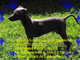 Chiots de race Petit Lévrier Italien à vendre (1 femelle & 1 mâle)