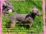 Chiots de race Petit Lévrier Italien à vendre (1 femelle & 1 mâle)