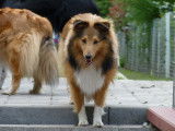 Chiots Shetland à réserver