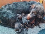 Des chiots Teckels LOF à réserver