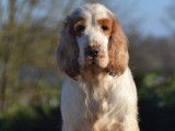 Des chiots Cockers Anglais LOF &agrave; r&eacute;server