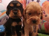 6 chiots Cockers Anglais LOF à réserver