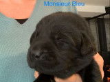 8 chiots Labradors LOF noirs à réserver