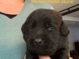 8 chiots Labradors LOF noirs à réserver