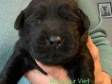 8 chiots Labradors LOF noirs à réserver