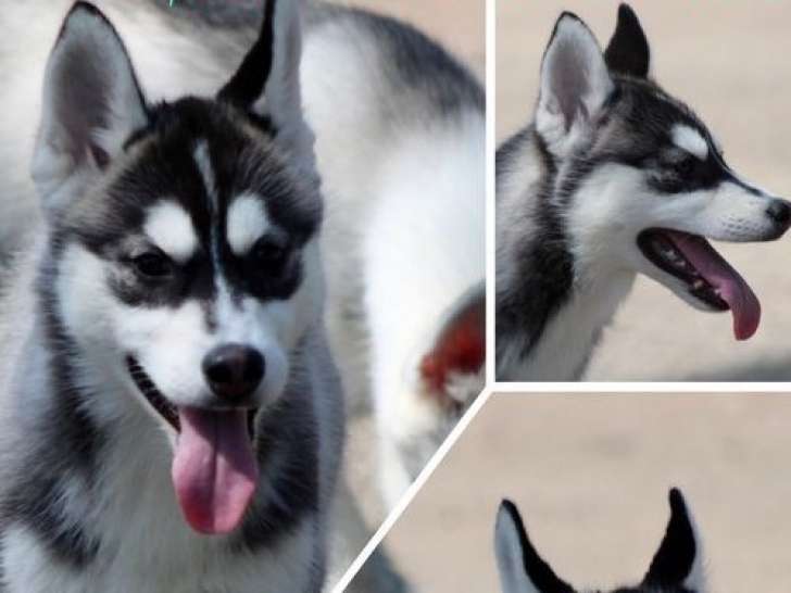 2 chiots femelles Huskies de Sibérie LOF à acheter