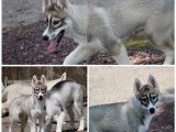 2 chiots femelles Huskies de Sibérie LOF à acheter
