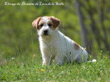 À vendre un chiot Jack Russell LOF