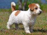 À vendre un chiot Jack Russell LOF