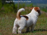 À vendre un chiot Jack Russell LOF