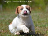 À vendre un chiot Jack Russell LOF