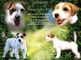 À vendre un chiot Jack Russell LOF