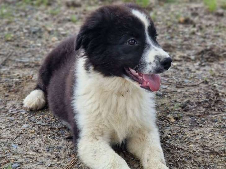 Un chiot femelle Berger Australien LOF à vendre