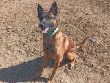 Un Berger Belge Malinois LOF de 2 ans disponible