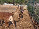 Un Berger Belge Malinois LOF de 2 ans disponible
