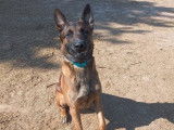 Un Berger Belge Malinois LOF de 2 ans disponible