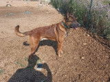 Un Berger Belge Malinois LOF de 2 ans disponible