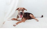 Chien d'un an à adopter
