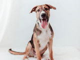 Chien d'un an à adopter