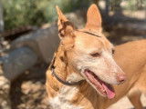Chienne Podenco de 7 ans à adopter