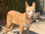 Chienne Podenco de 7 ans à adopter