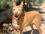 Chienne Podenco de 7 ans à adopter