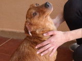 Chienne de 2 ans à adopter