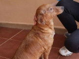 Chienne de 2 ans à adopter