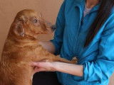 Chienne de 2 ans à adopter