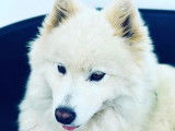 Chiots mâles Samoyède LOF à vendre