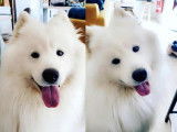 Chiots mâles Samoyède LOF à vendre