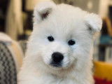 Chiots mâles Samoyède LOF à vendre