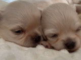 2 chiots mâles Chihuahuas crème à poil long à réserver (LOF)