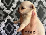2 chiots mâles Chihuahuas crème à poil long à réserver (LOF)