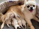 2 chiots mâles Chihuahuas crème à poil long à réserver (LOF)