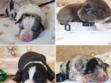 À réserver 8 chiots Bergers Australiens LOF