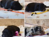 À réserver 8 chiots Bergers Australiens LOF