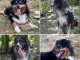 À réserver 8 chiots Bergers Australiens LOF