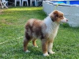 Un chiot mâle Berger Australien Rouge merle LOF disponible