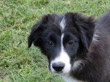 5 chiots Border Collies LOF disponibles à l’achat