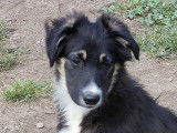 5 chiots Border Collies LOF disponibles à l’achat