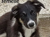 5 chiots Border Collies LOF disponibles à l’achat