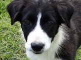 5 chiots Border Collies LOF disponibles à l’achat